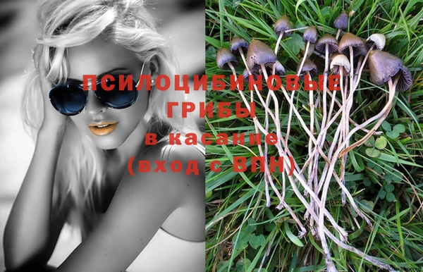трава Корсаков